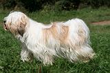 TERRIER DU TIBET 299